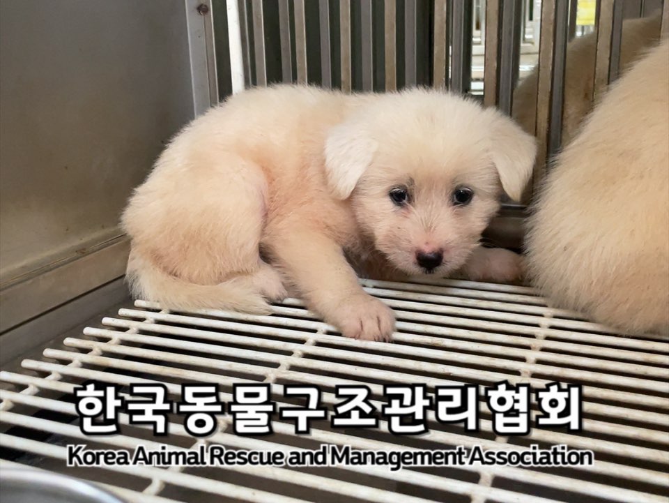 보호중 믹스견의 가…